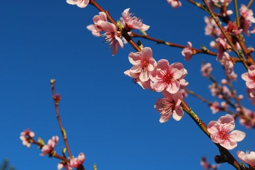 plum peach spring