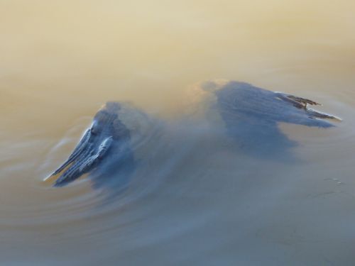 An Angel In Water