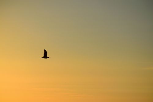 A Bird In The Sunset Sky