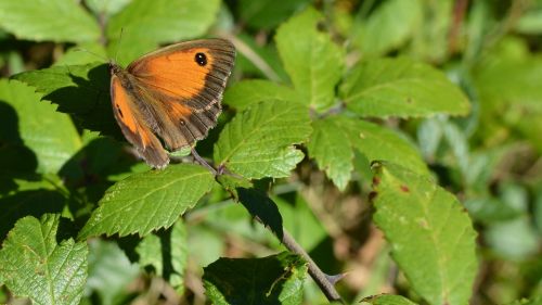 A Butterfly In The Forest