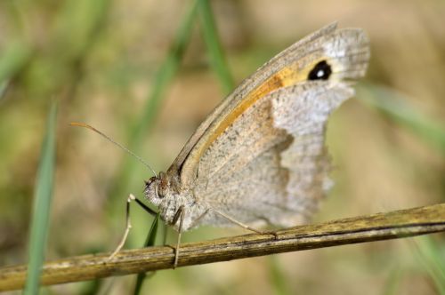 A Butterfly In The Forest