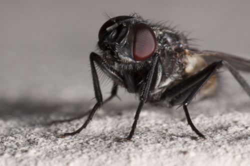 A Fly