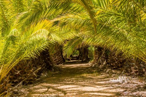 Under The Palm Trees