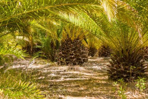 Under The Palm Trees