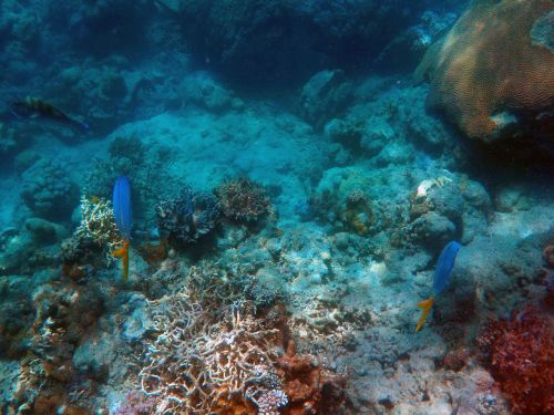 under the sea deep sea fish