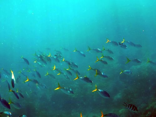 under the sea deep sea fish