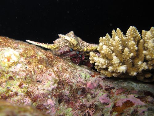 under water ocean lobster