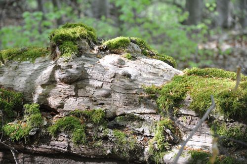 undergrowth foam wood