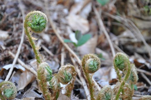 undergrowth ferns nature