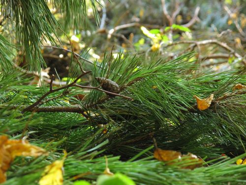 undergrowth pine spruce