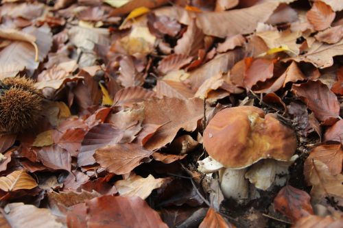 undergrowth mushrooms cep