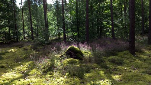 undergrowth forest heather