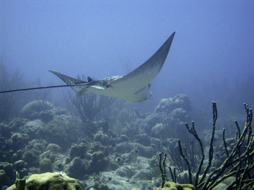 underwater ray marine
