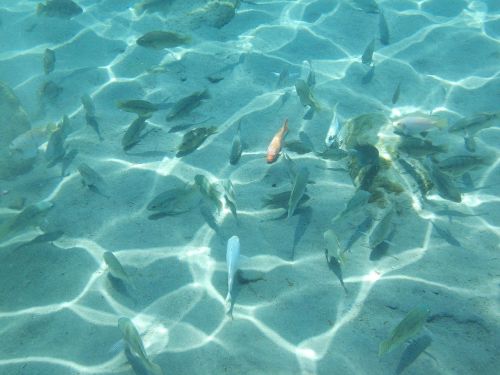 underwater fish nature