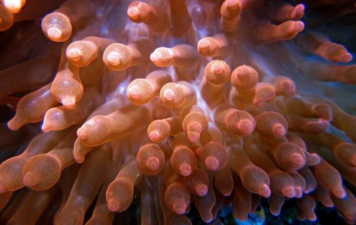underwater scuba diving fauna