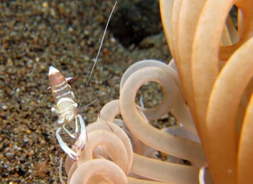 underwater scuba diving fauna