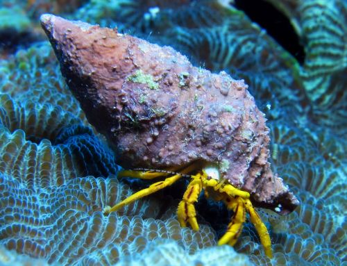 underwater creature marine