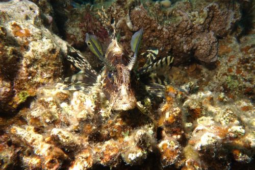 underwater lionfish red sea