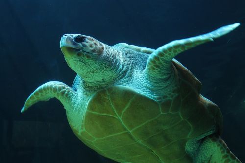 underwater turtle sea turtle