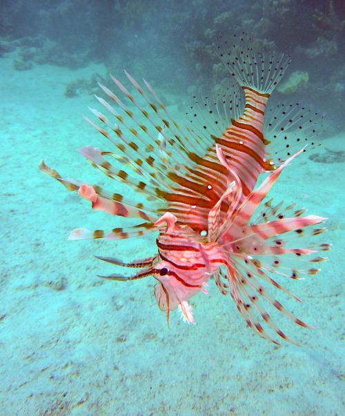 underwater diving scorpionsfisch