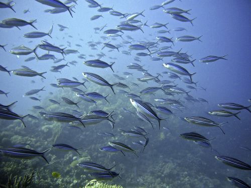 swarm fish meeresbewohner