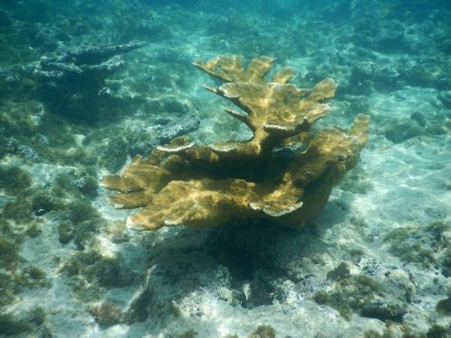 underwater coral ocean