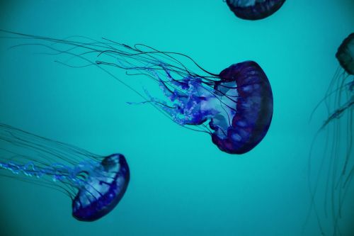 underwater sea jellyfish