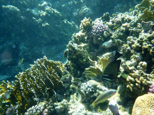 underwater sea fish