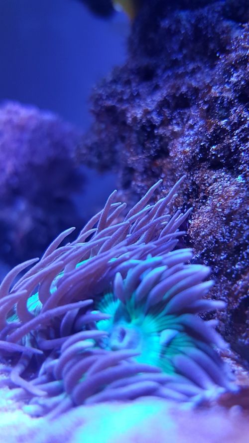 underwater coral nature