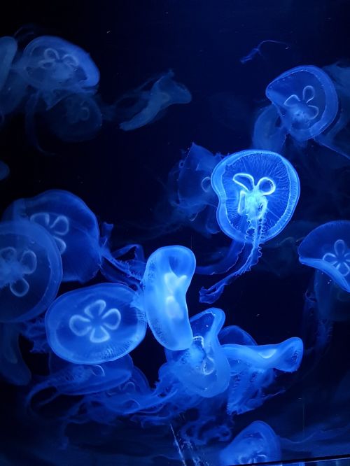underwater jellyfish desktop