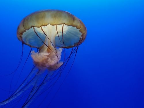 underwater jellyfish waters
