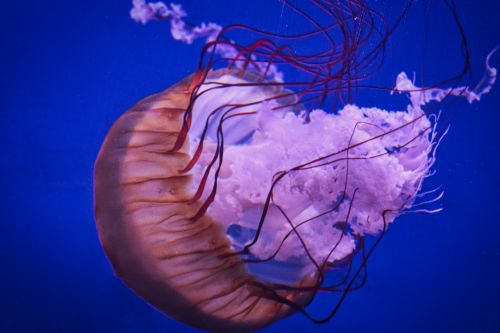 underwater jellyfish waters