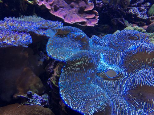 underwater invertebrate reef