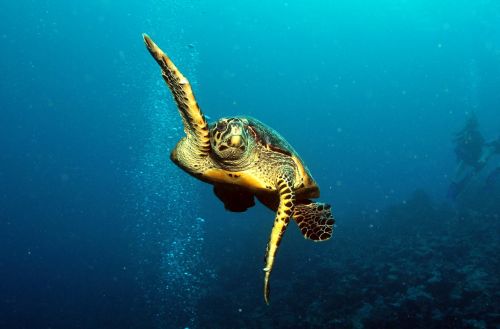 underwater tropical ocean