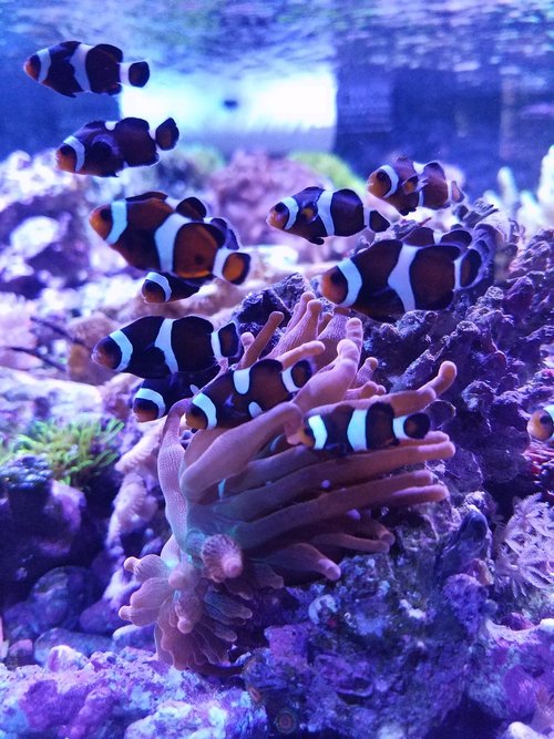 underwater  coral  ocean