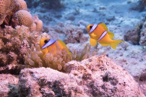 underwater  ocean  coral