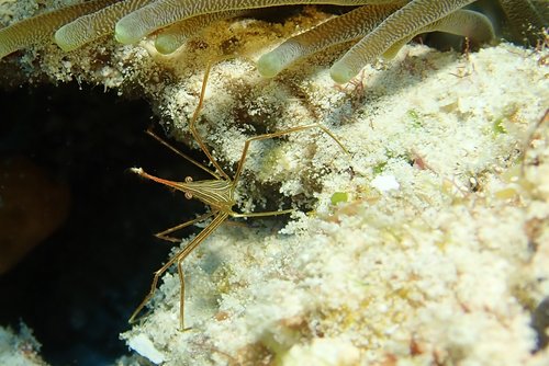underwater  marine  caribbean