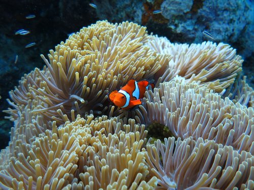 underwater  scuba diving  sea