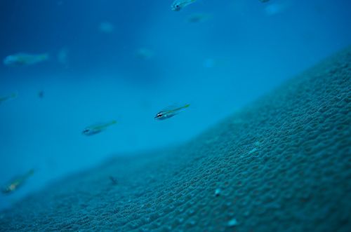 underwater maldives sea
