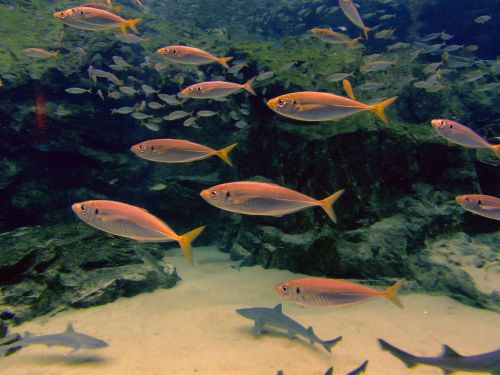 underwater fish water