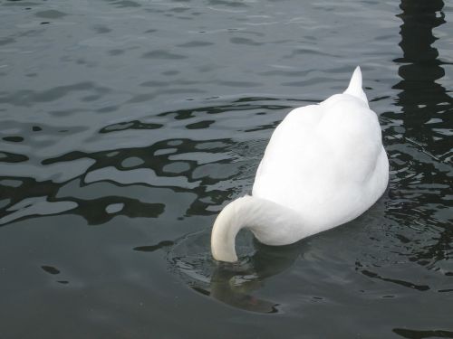 underwater water animal