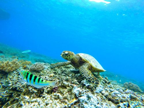 underwater sea turtle diving