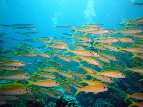 underwater diving fish swarm