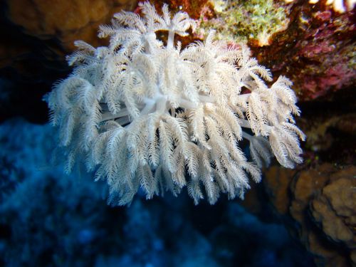 underwater diving coral