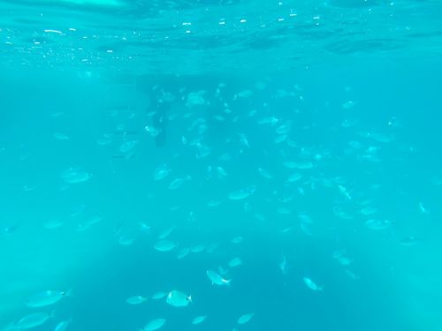 underwater fish fish swarm