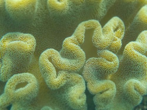 underwater coral underwater world