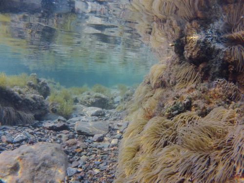 underwater landscape spain alicante