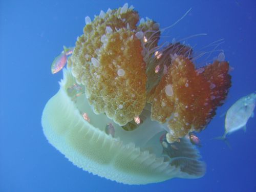 underwater water jellyfish water