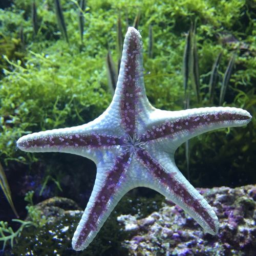 underwater world starfish aquarium