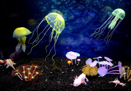 underwater world jellyfish beauty